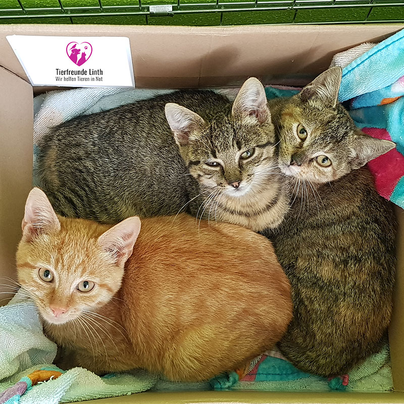 Unsere Hauptaufgabe bleibt die Kastration von herrenlosen Katzen.