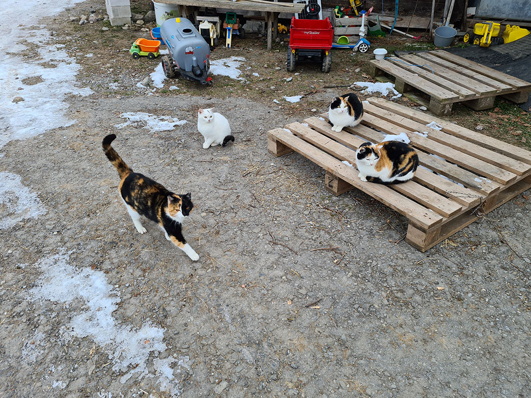 Katzen Bauernhof kastrieren