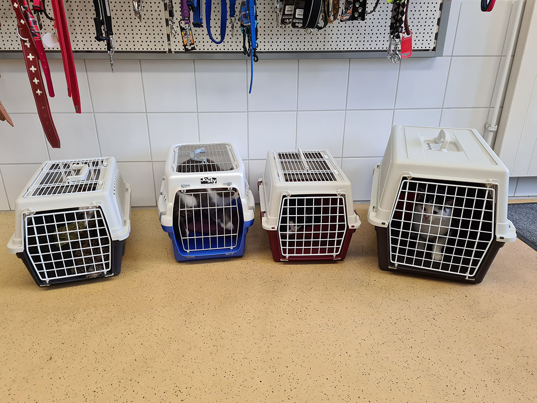 Katzen Linthgebiet