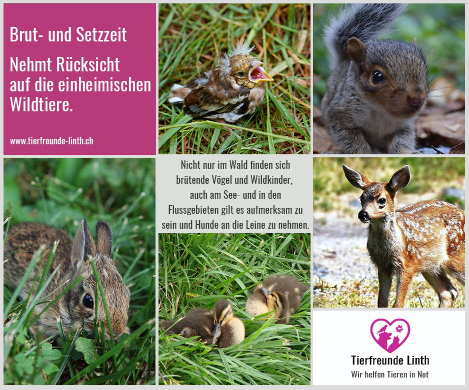 Brut- und Setzzeit