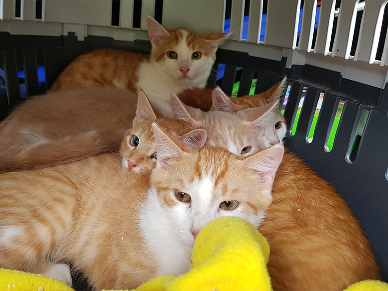 Junge Katzen