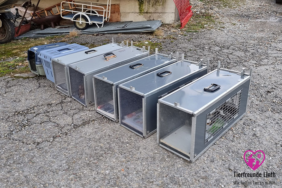 Tierschutz Katzen kastrieren