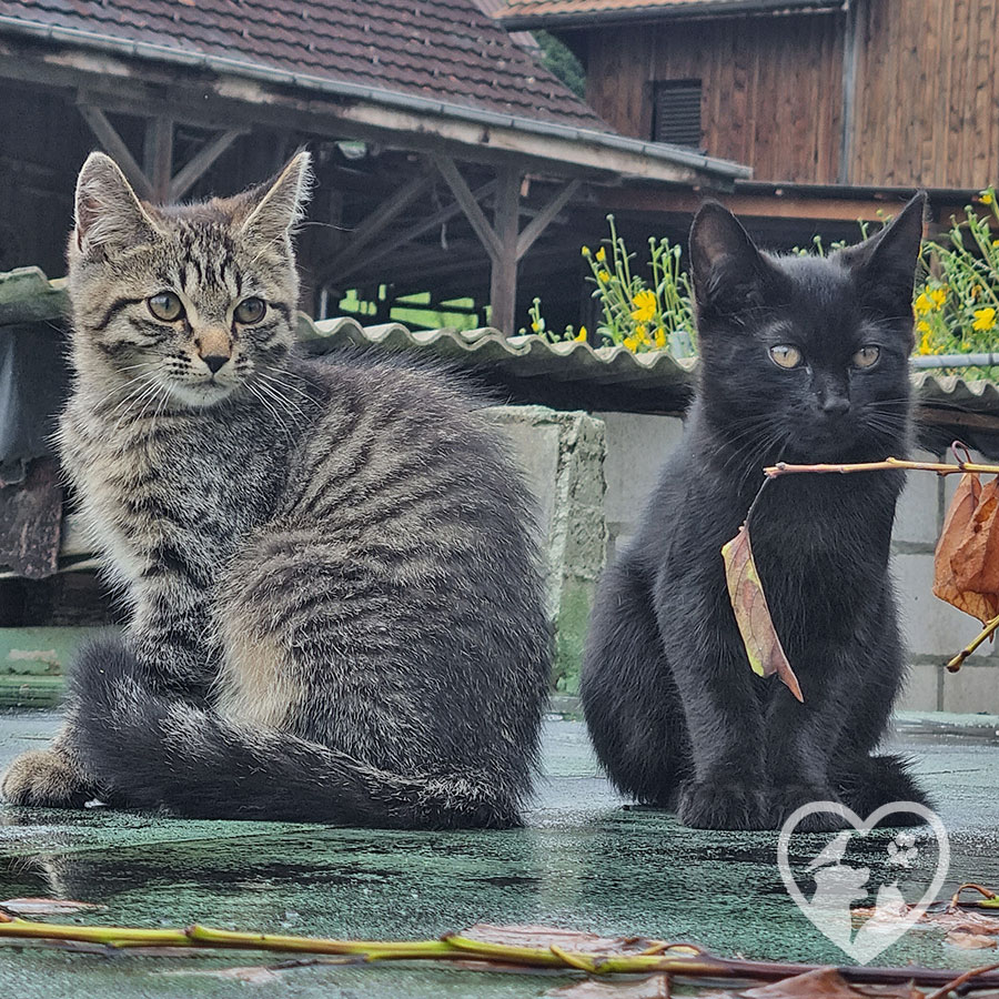 Katzen Uznach