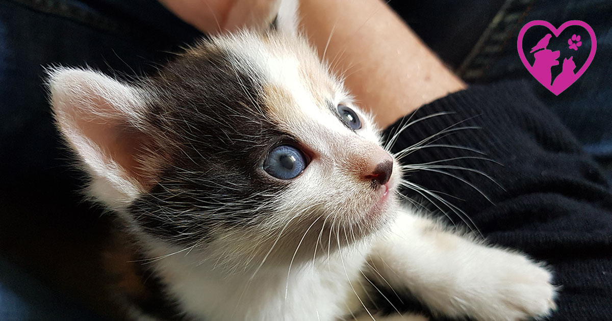 Katzenkinder 2019