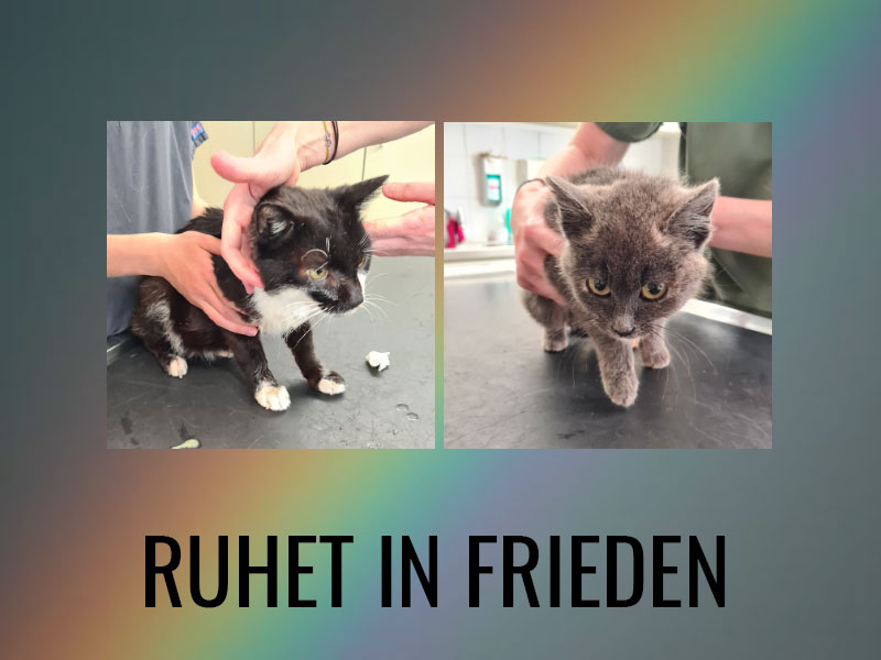 Katzenleid Schweiz