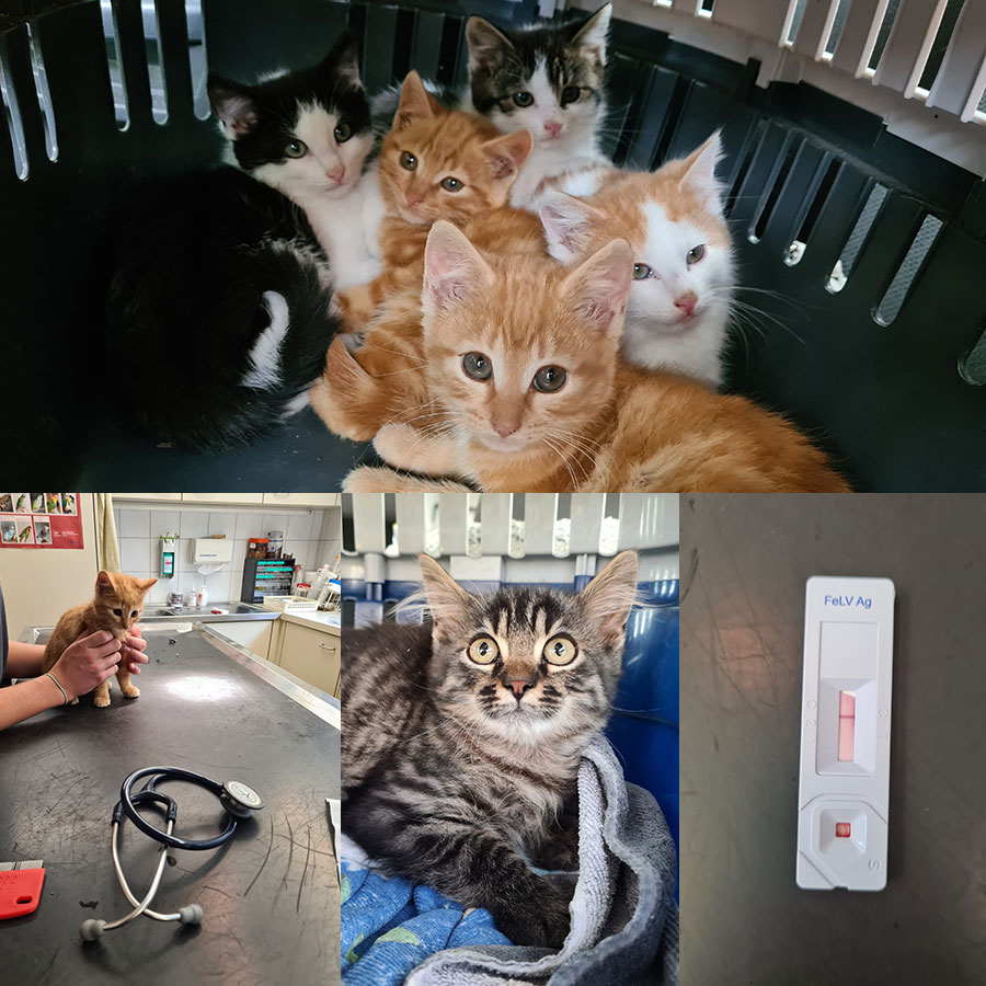 Tierschutz Katzen
