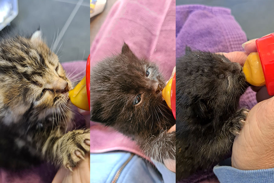 Waisenkatzenbabies