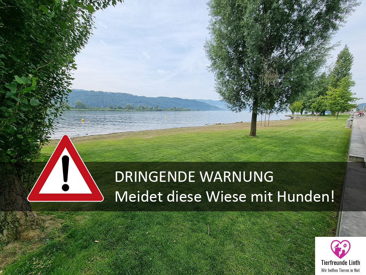 Hunde Schmerikon