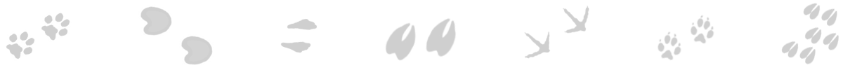 Tierspuren