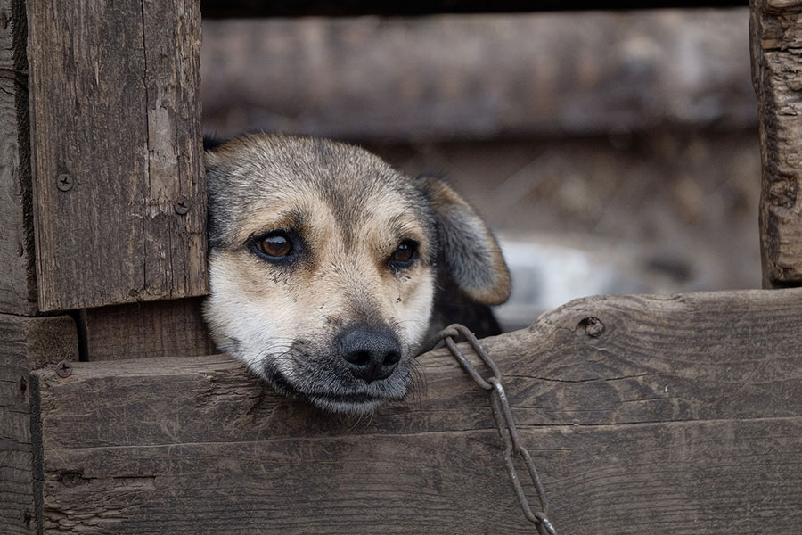 Tierschutz Hund