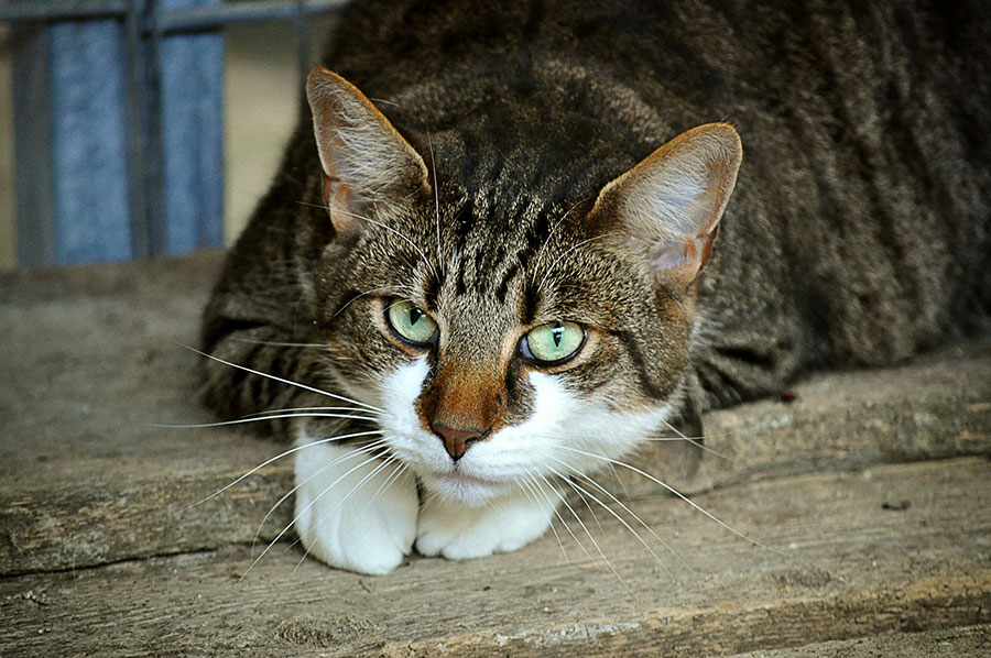 Tierschutz Linth Katze