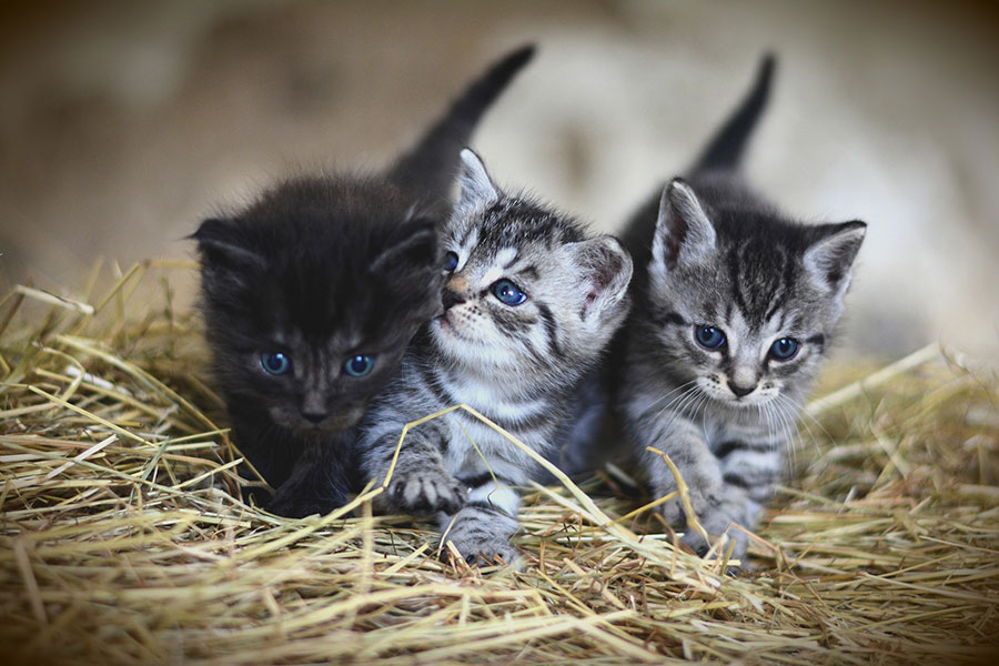 Junge Katzen Tierschutz