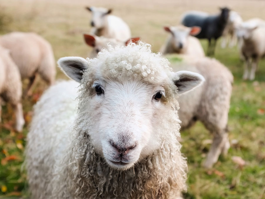 Schafe Tierschutz