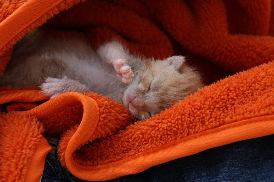 Tierschutz Baby Katze